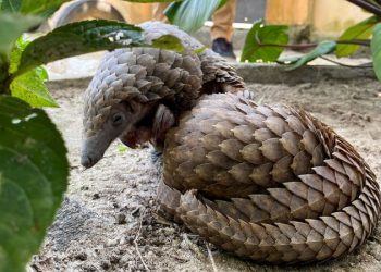 Chinese drug firms backed by global banks found using leopards and pangolins parts, group says