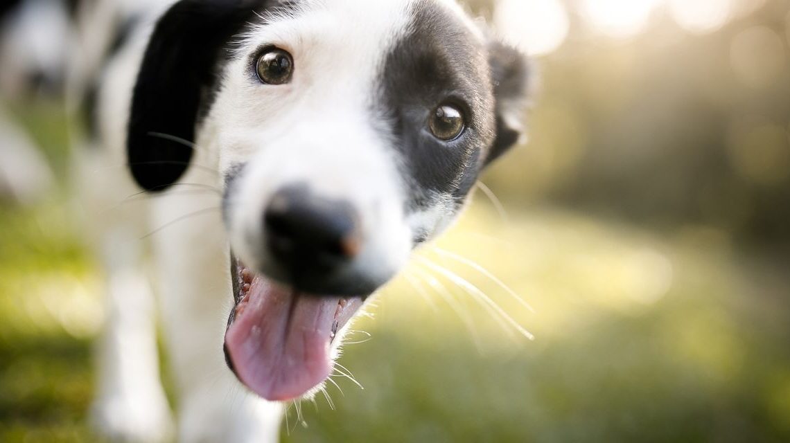 Before you adopt a dog, here’s why you should look into pet insurance