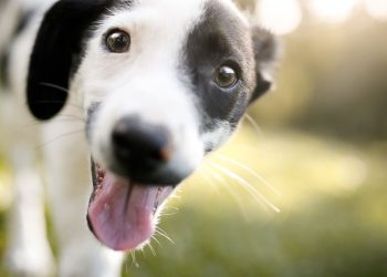 Before you adopt a dog, here’s why you should look into pet insurance