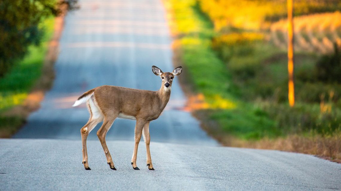 ‘This is a real head-scratcher’: Auto insurers are mystified by this big change in the number of deer accidents