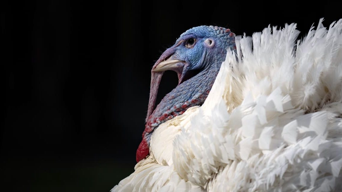 Is the U.S. stock market open on Thanksgiving and Black Friday? What investors need to know.