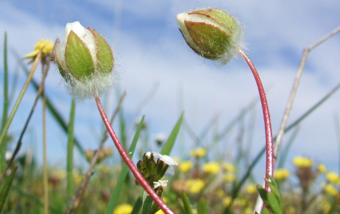 Federal judge halts California mixed-use development over rare, endangered flower