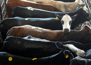 Trump admin eyes Argentine beef imports as domestic prices soar to record highs
