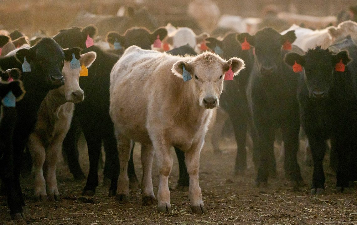 Omaha Steaks CEO warns American families will soon face ‘$10-a-pound reality’ for beef