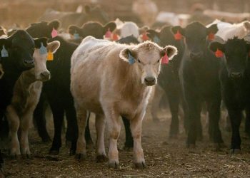 Omaha Steaks CEO warns American families will soon face ‘$10-a-pound reality’ for beef