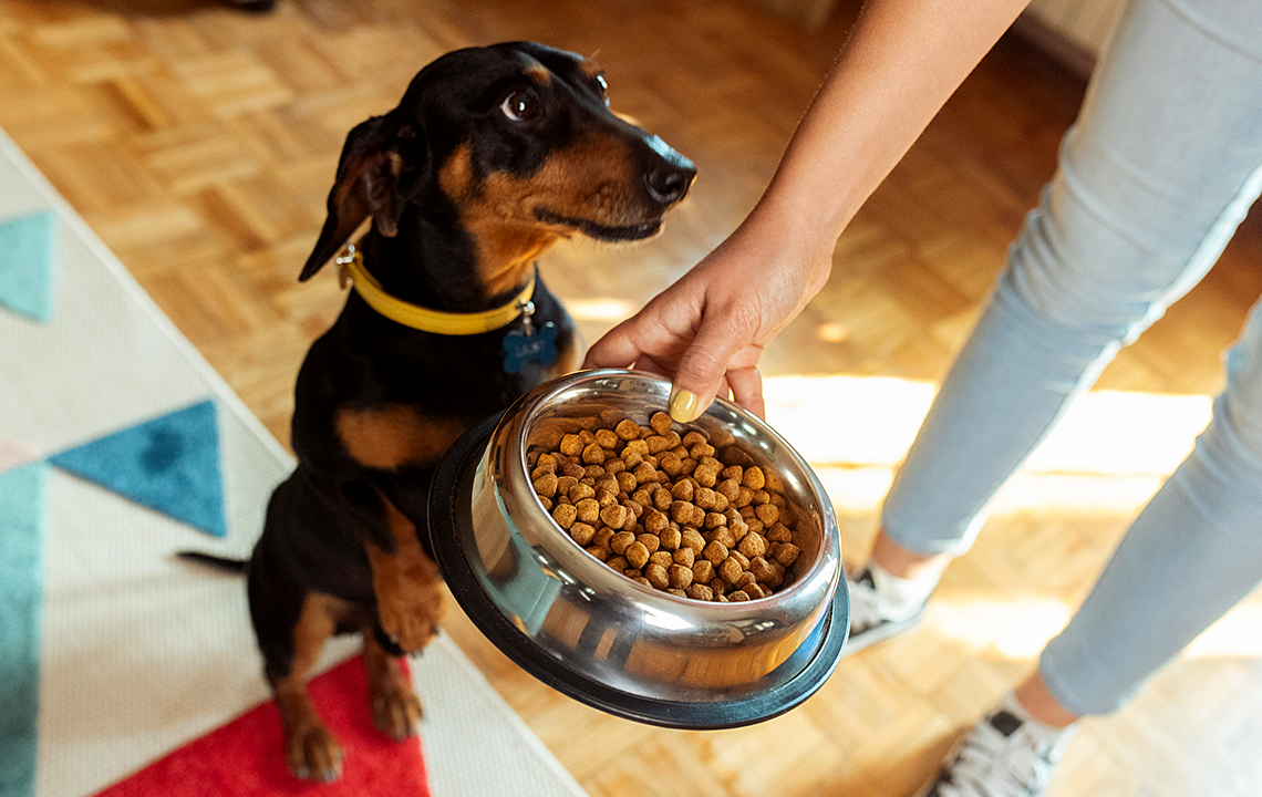 Dog treats recalled over fears of salmonella contamination, FDA says