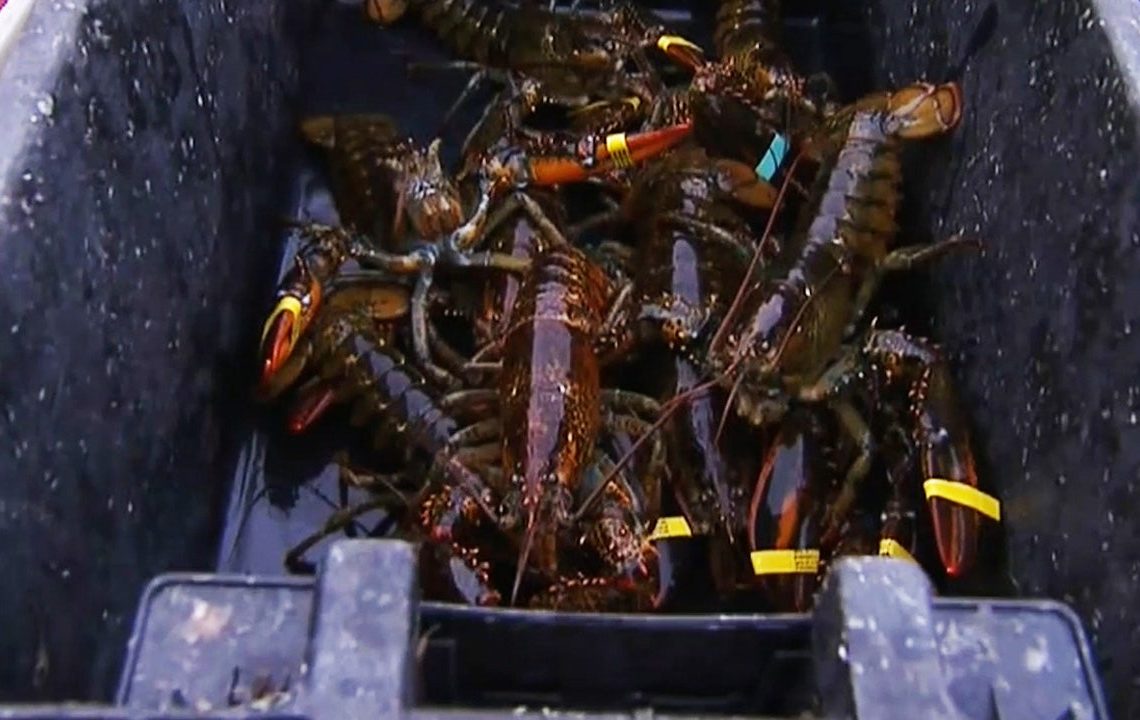 Maine lobster industry hit by harsh winter, falling catch and rising costs