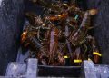 Maine lobster industry hit by harsh winter, falling catch and rising costs