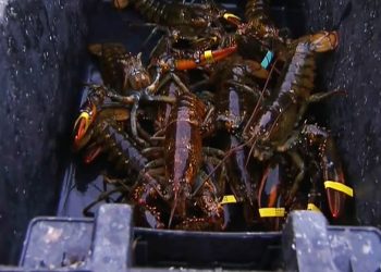 Maine lobster industry hit by harsh winter, falling catch and rising costs
